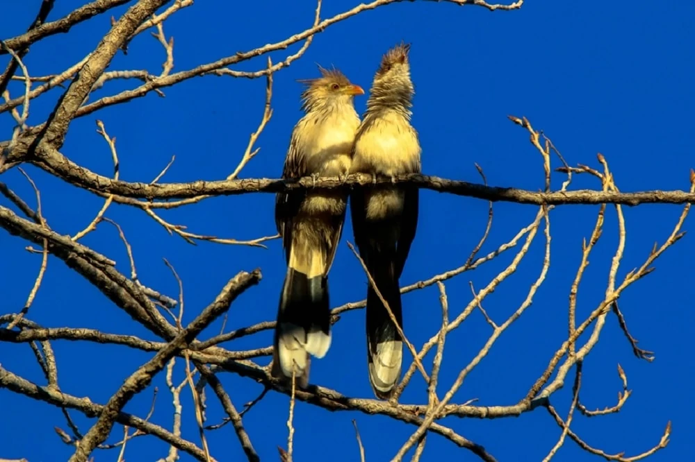 Two Guira Cuckoos sat in a tree.