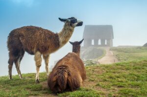 2 llamas in mist looking at caretakers hut - Machu Picchu