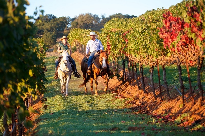 two horseback riders in ochre colored vineyard Mendoza