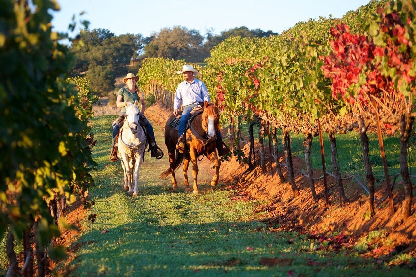 horseback riders in colorful vineyard