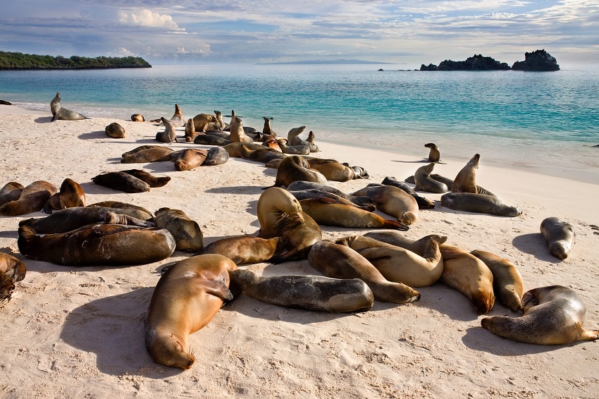 Galapagos sealions sat huddled on a white sandy beach