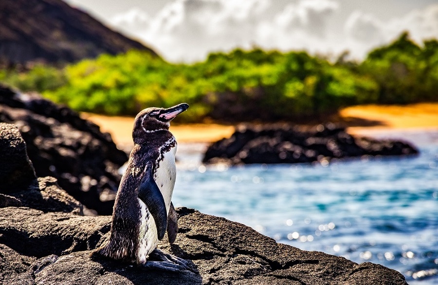Galapagos Penguin sat on a lava rick looking out to sea
