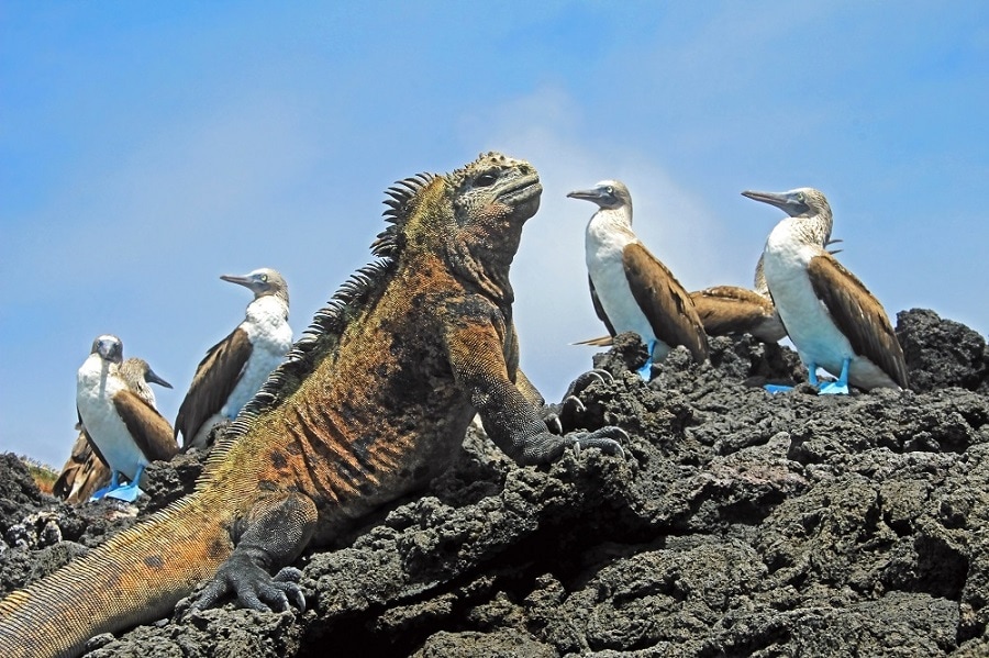 Galapagos Marine Iguana sat on Lava Rick with severaal blue footed boobies