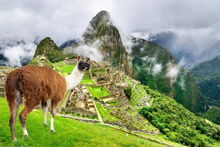 Browm and White Llama at Machu Picchu on a misty day