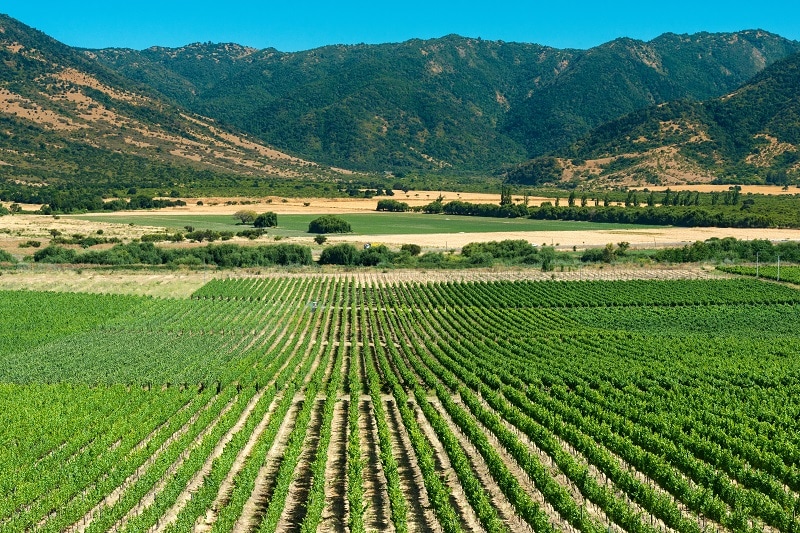Beautiful Colchagua Vineyard view