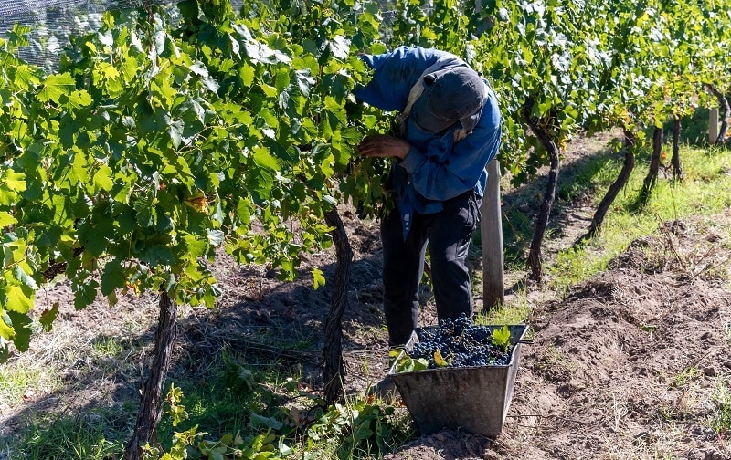 Worker selecting grapes from the vines in Mendoza.