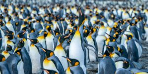 Your Guide to Antarctica and South Pole Cruises