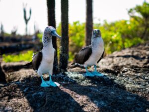 Safe to Travel to the Galapagos FAQs